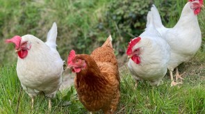 chicken_group.jpg