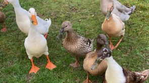 ducks.jpg